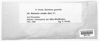 Marasmius oreades image
